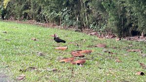 Cambio climático altera rutas: aves migratorias comienzan a colonizar zonas urbanas en Cundinamarca